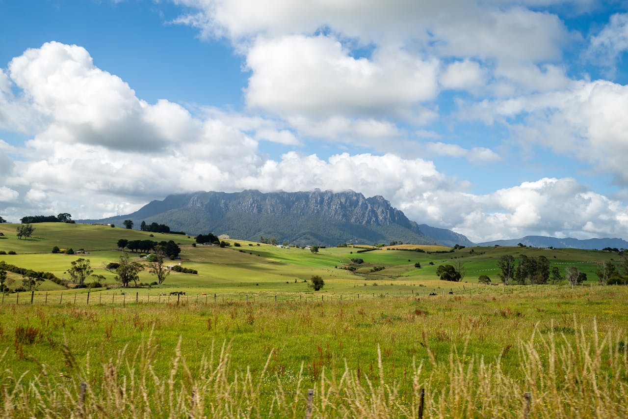 A picturesque meadow under a bright sky with Tasmanias lush landscape and distant mountains.